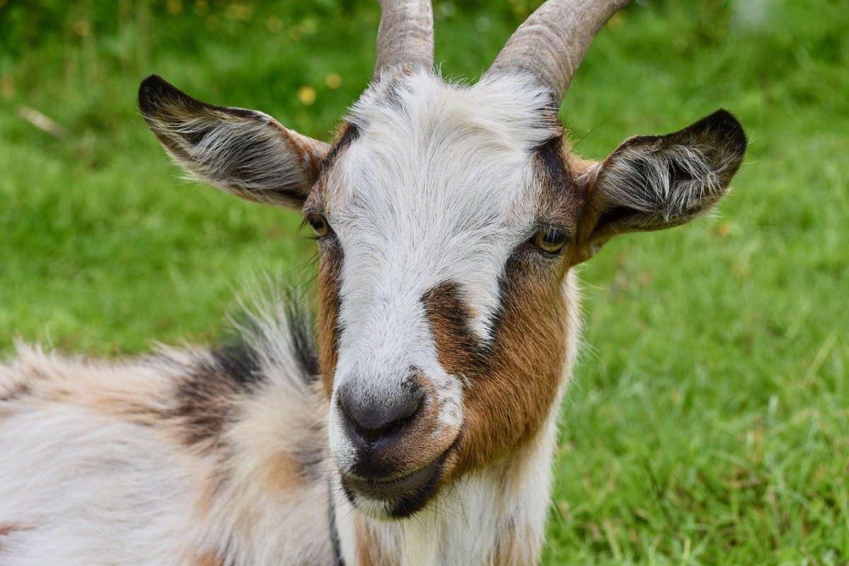 Коза Мичуринская