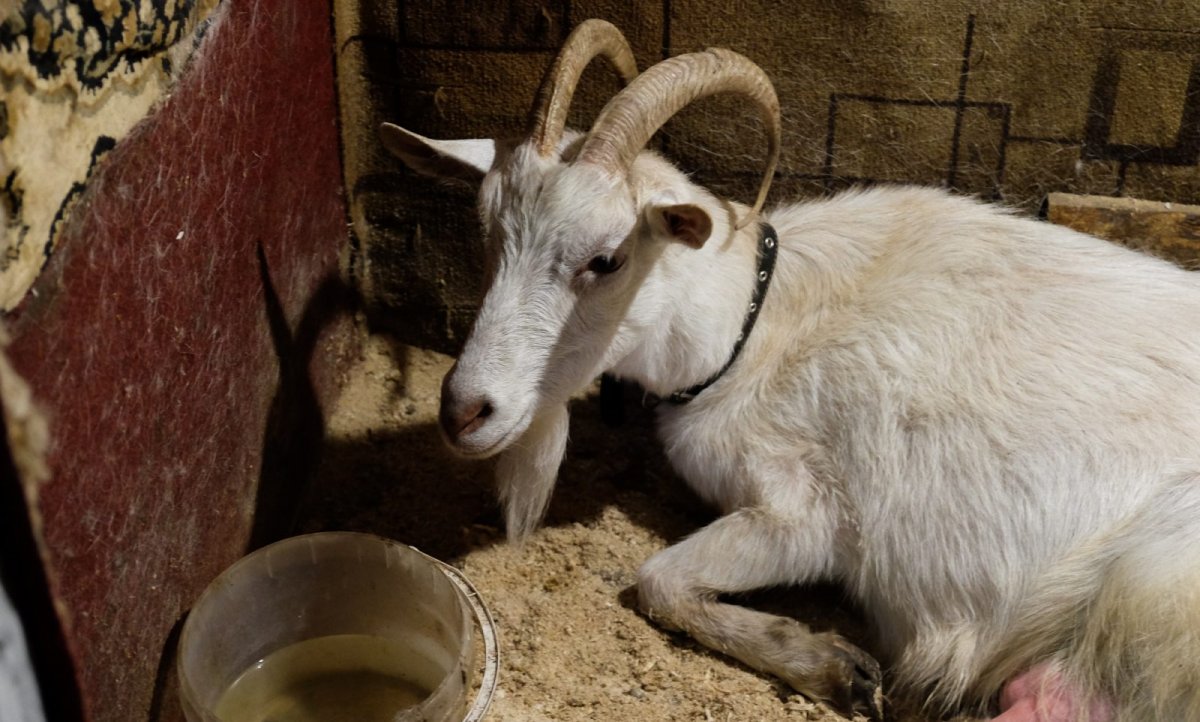 Козел для детей