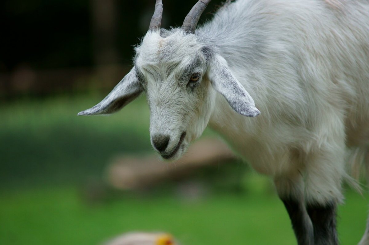 Коза с большими ушами