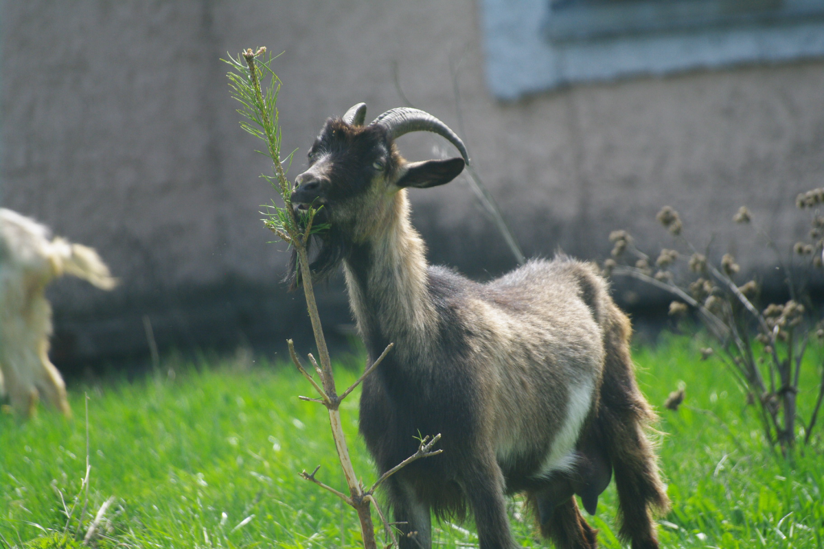 2003 Год черной водяной козы