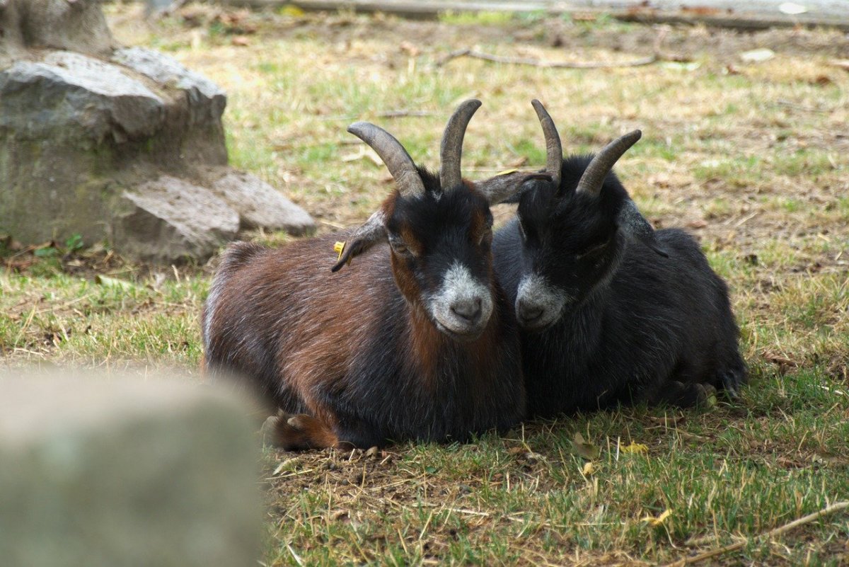 Упрямые козы узбекская сказка