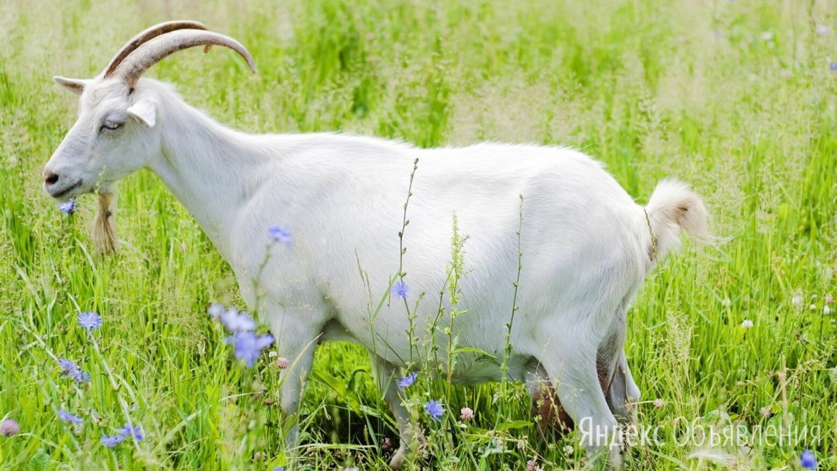 Самые красивые козы