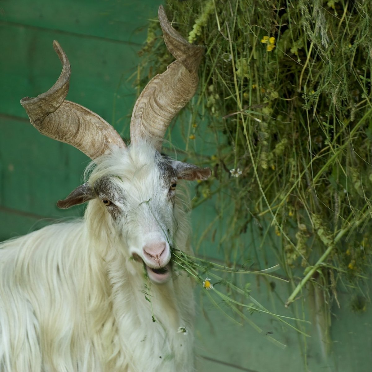 Самая красивая коза в мире