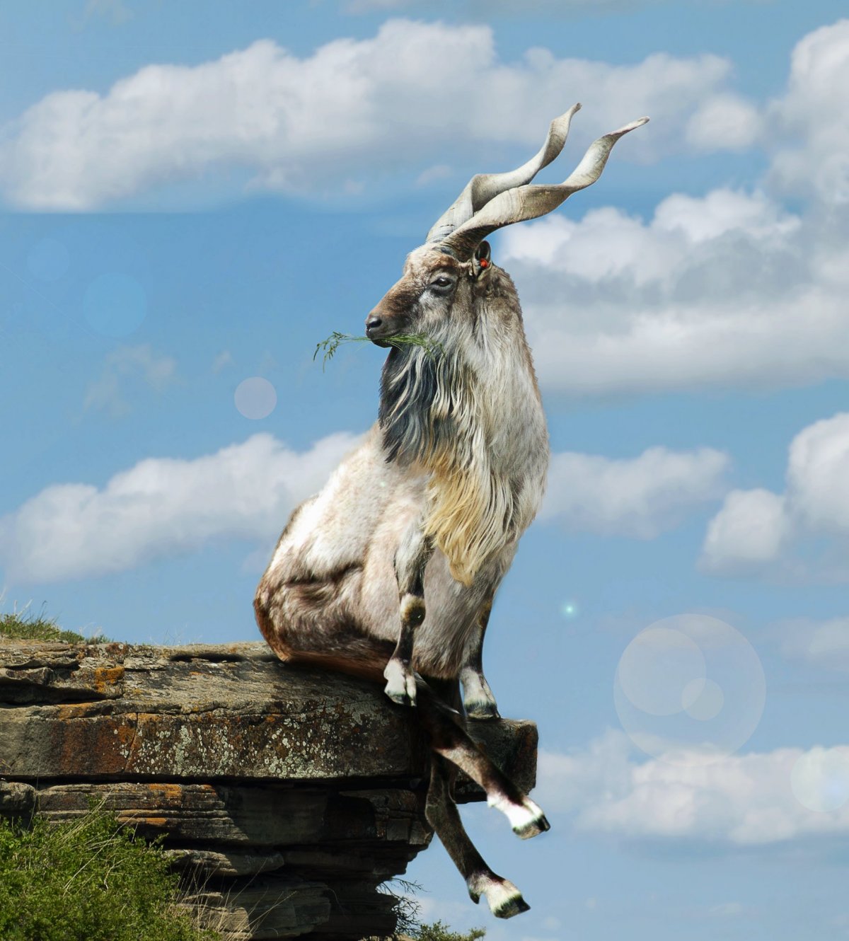 Летающий козёл