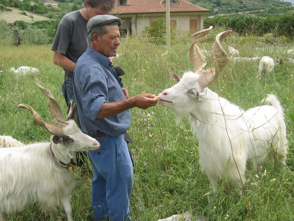 Коза Гиргентана фото