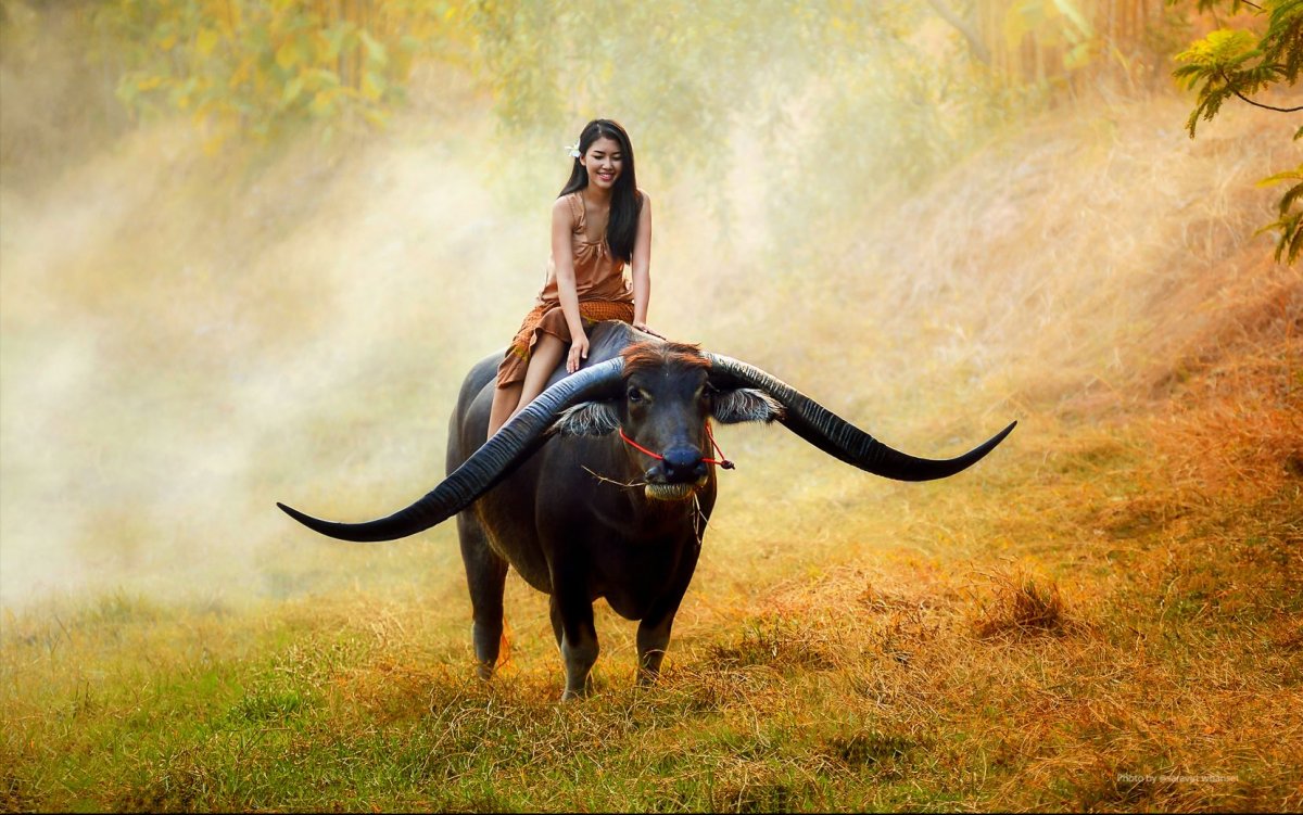 Верхом на Буйволе