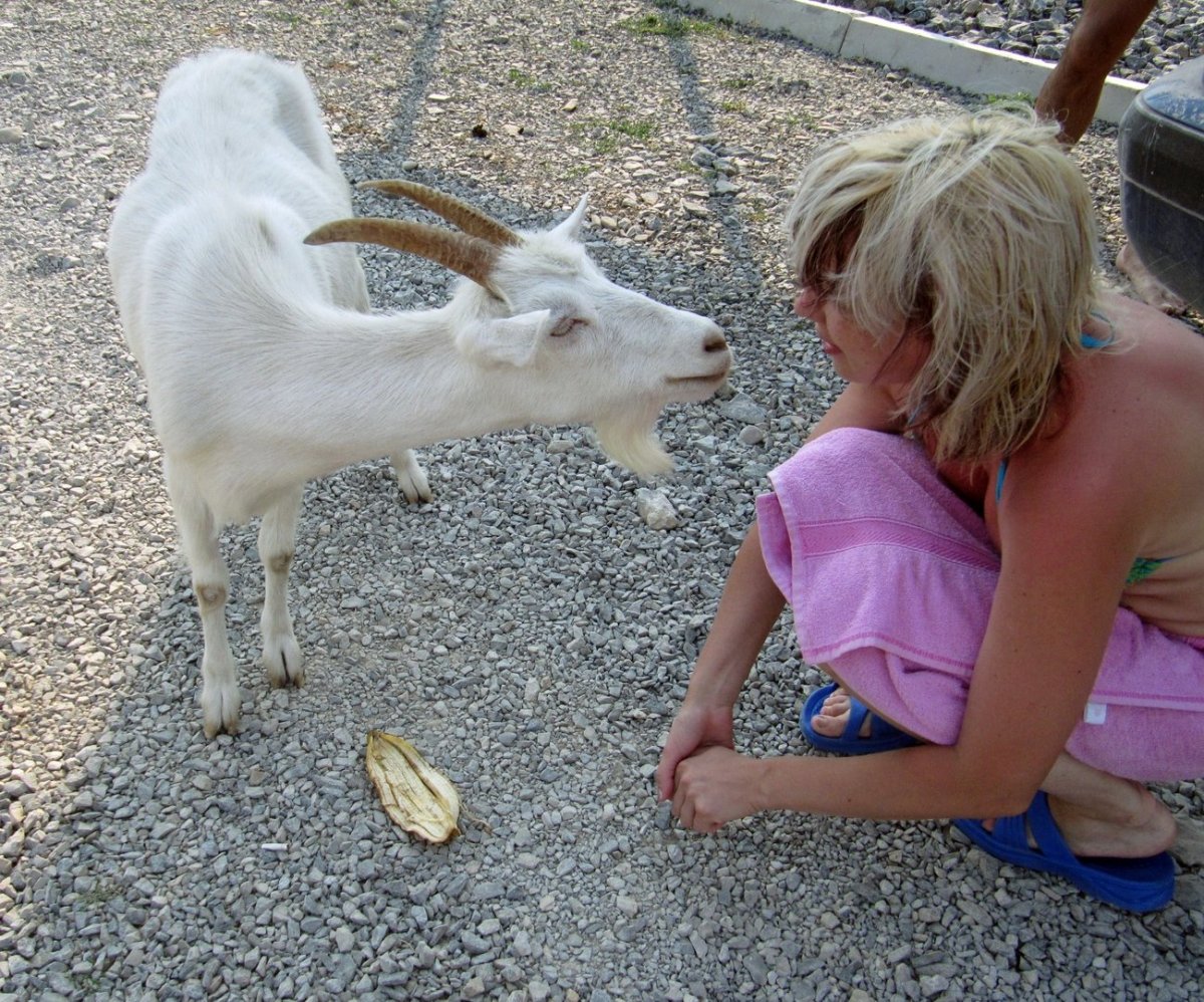 Девушка и коза смешно