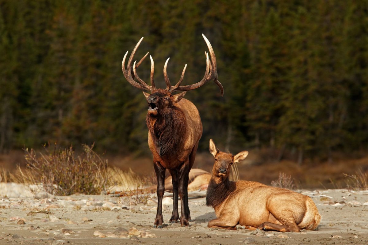 Вапити (Cervus canadensis
