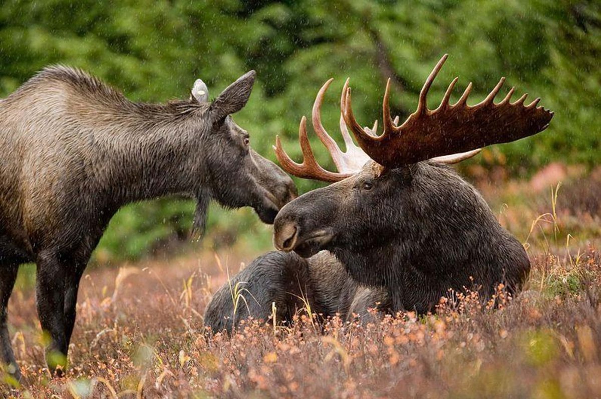 Животный мир фотоальбом