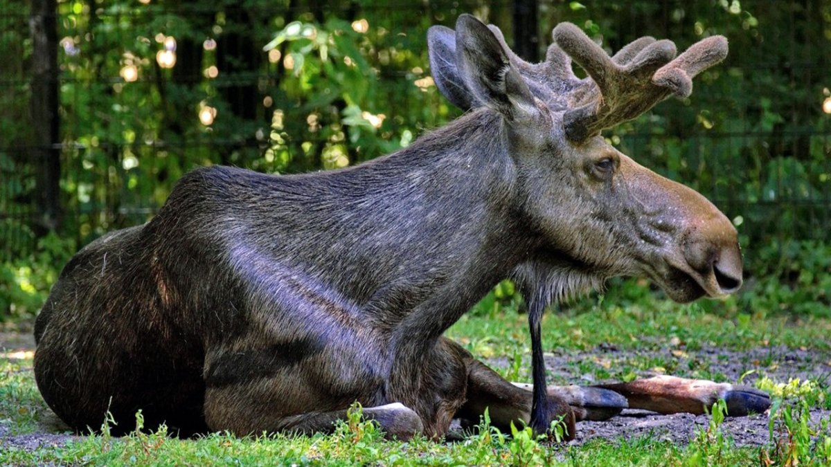 Дикие животные Татарстана