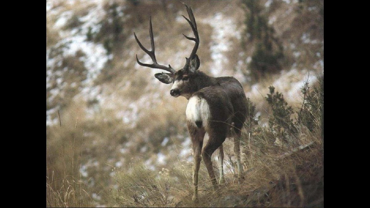 Олень сзади