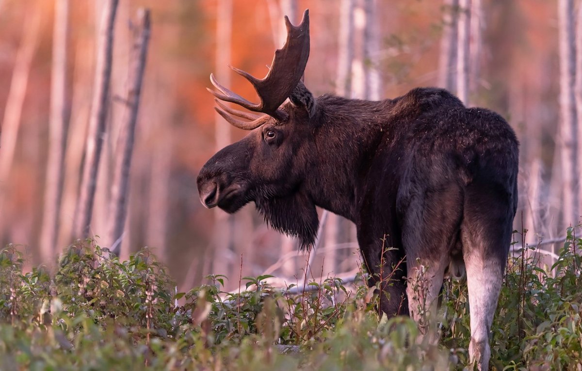Лось и медведь