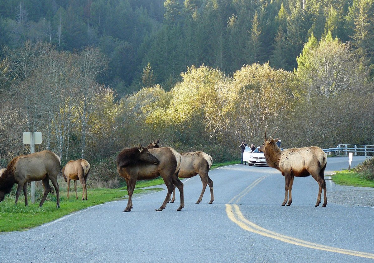 Швеция Лось