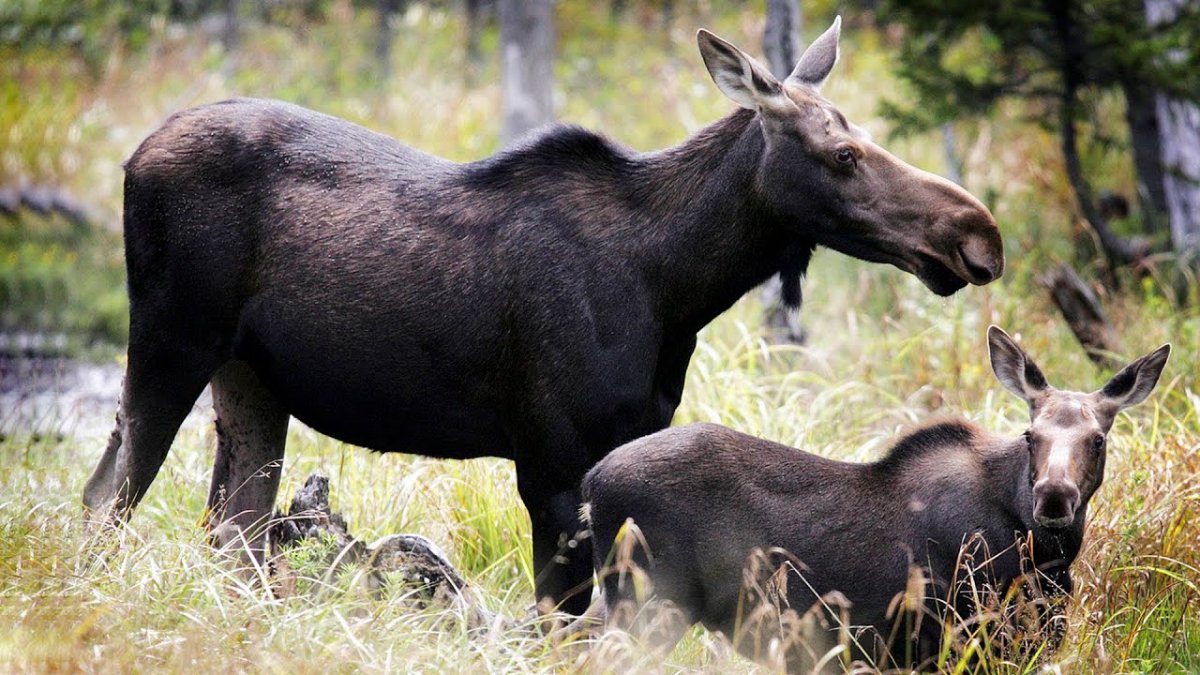 Лось пасется
