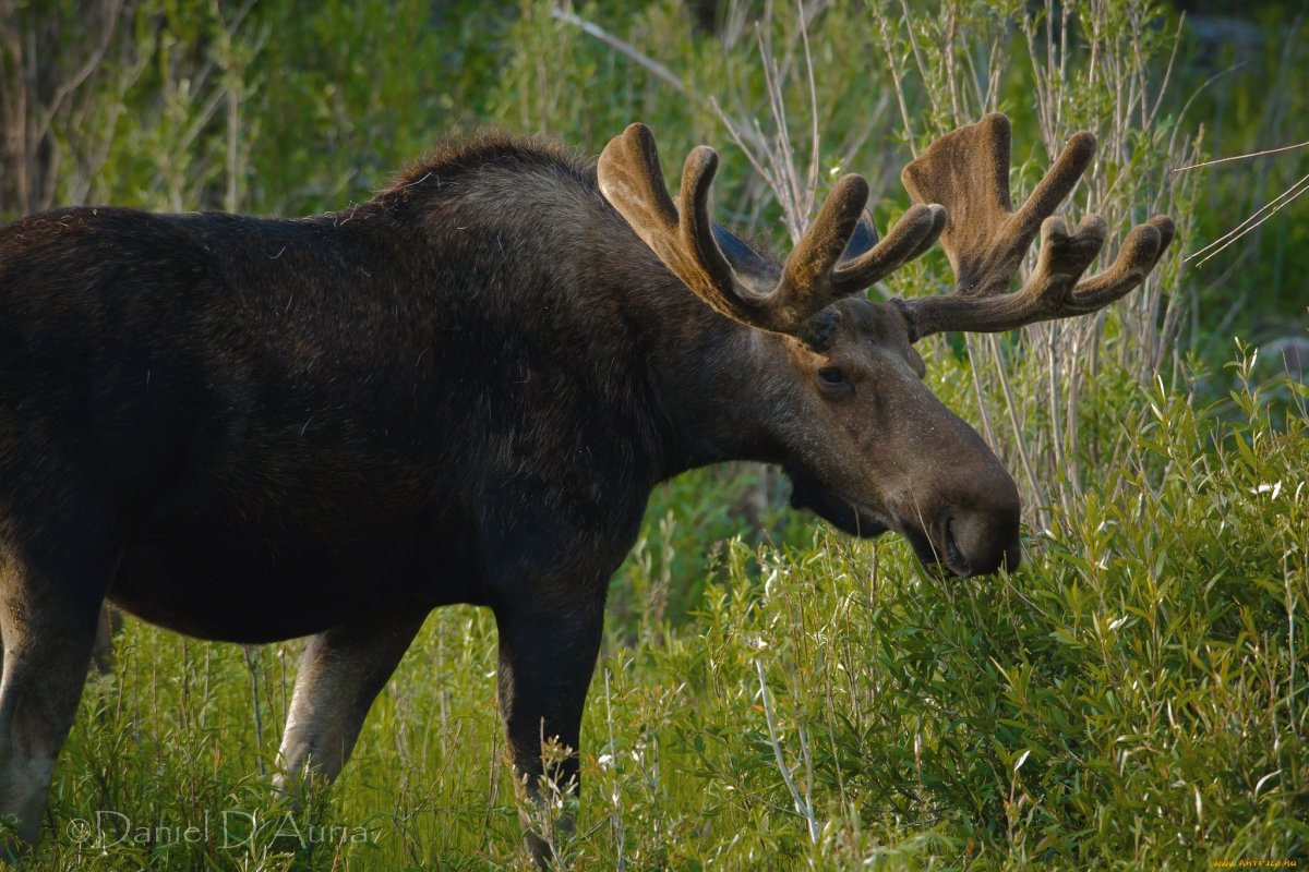 Восточносибирский Лось