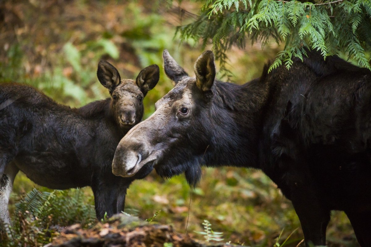Лось лосиха лосенок