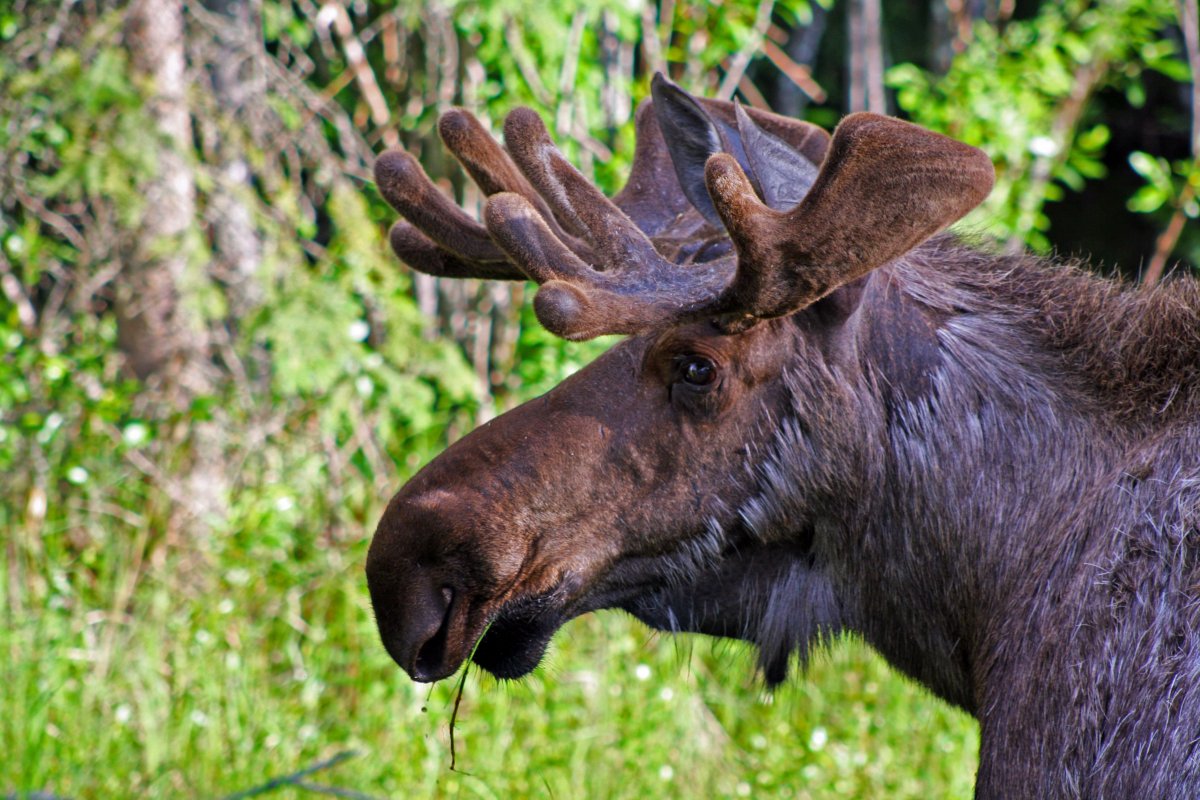 Аляскинский Лось