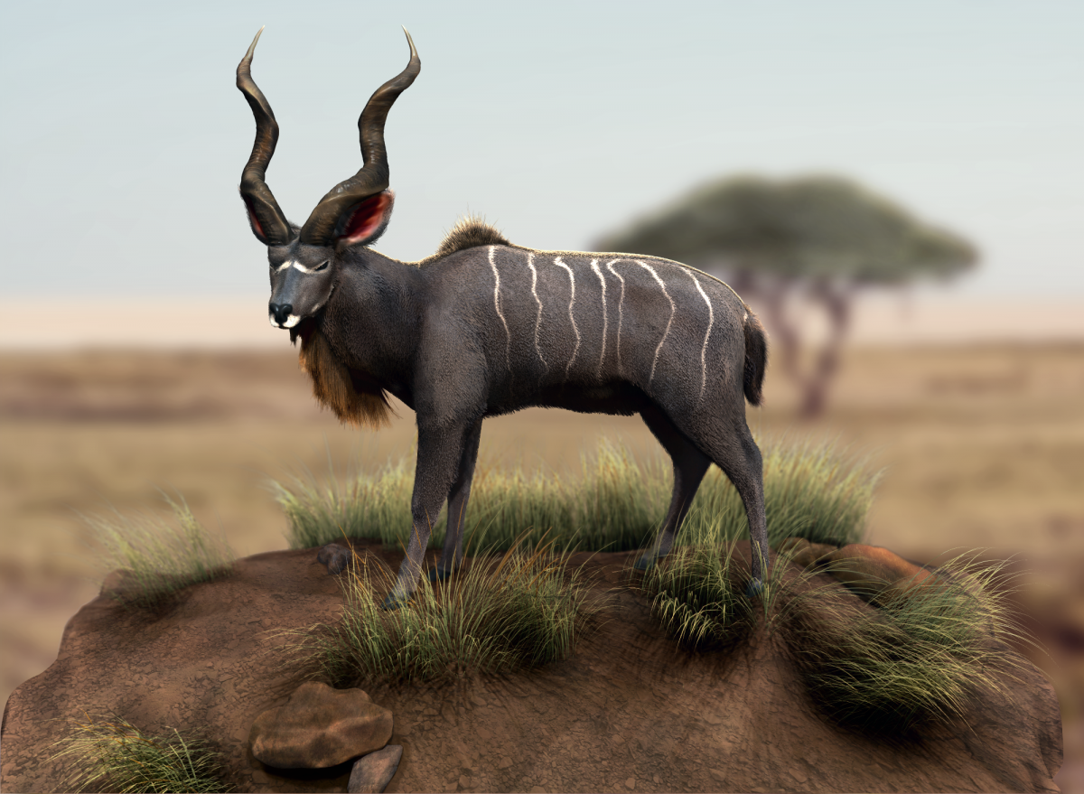 Антилопа куду