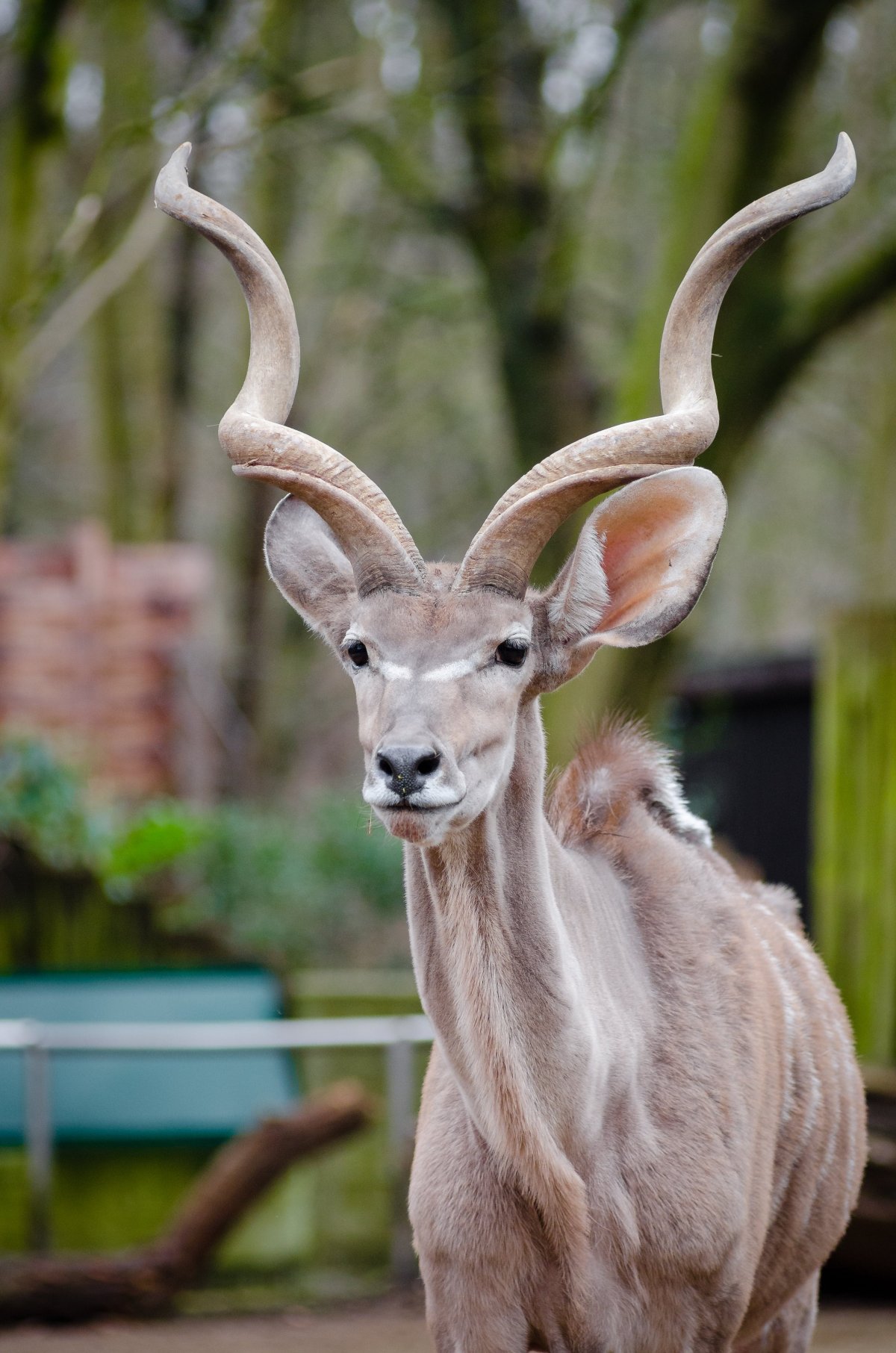 Антилопа альбинос