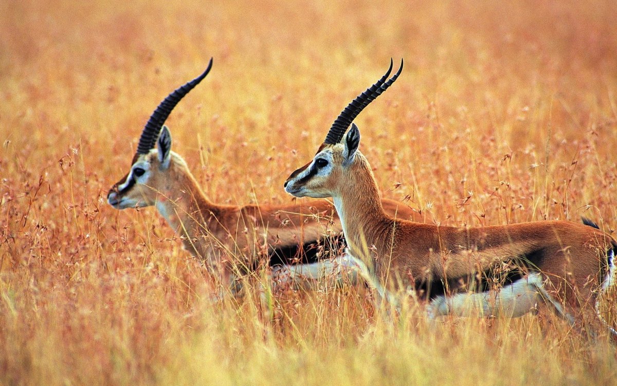 Джейран Сайгак рога