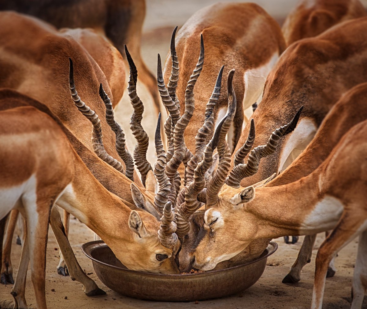 Животные с необычными рогами