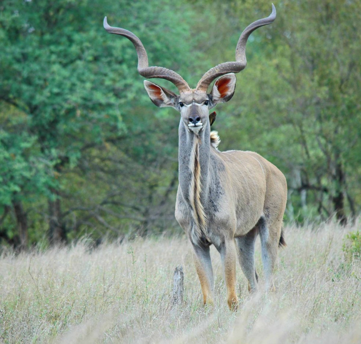 Большой куду (антилопа куду)