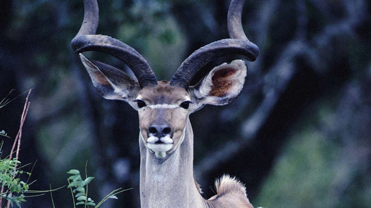 Рогатые животные