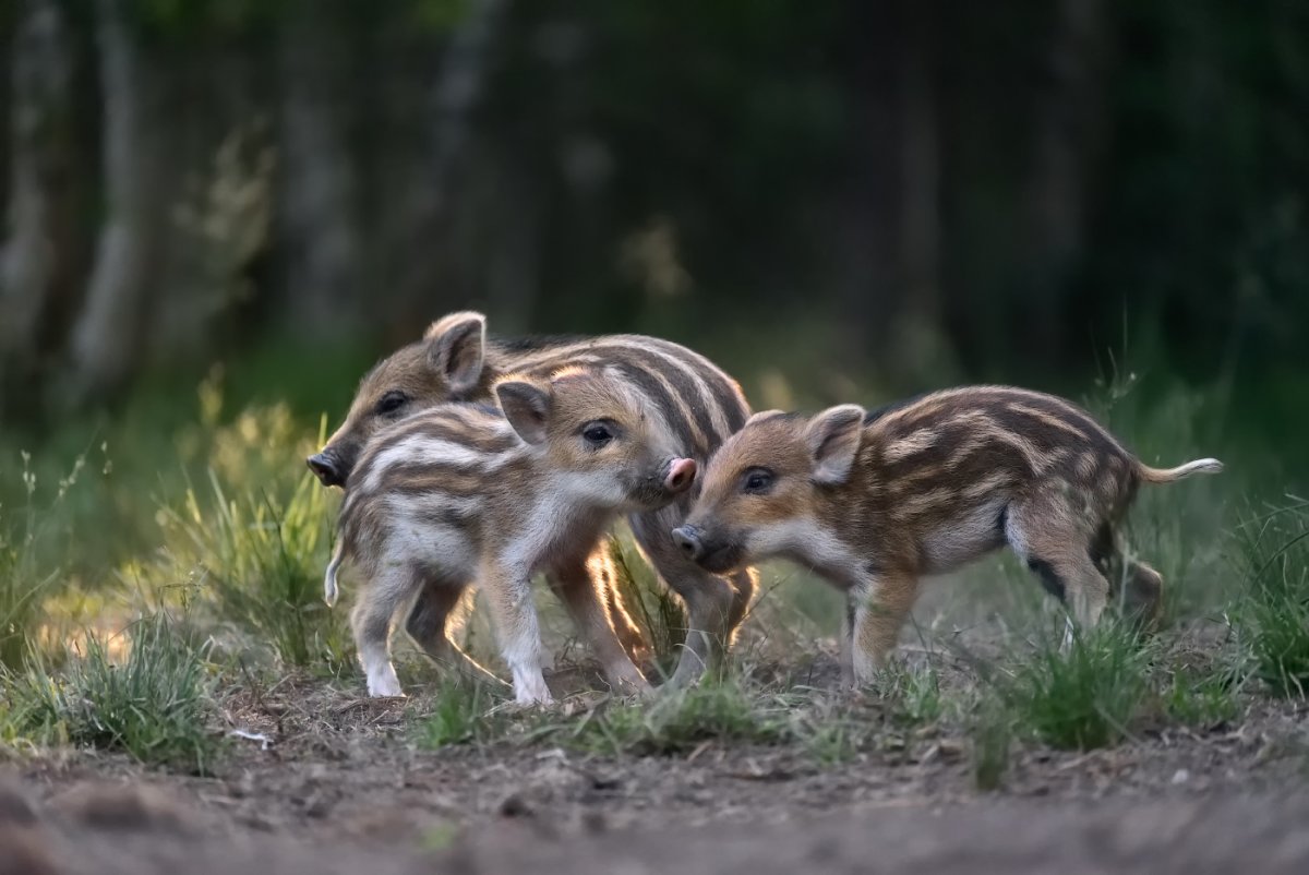 Дикая свинья полосатая