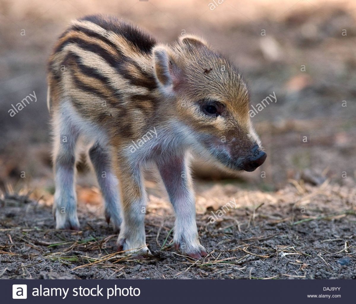Кабанята полосатые