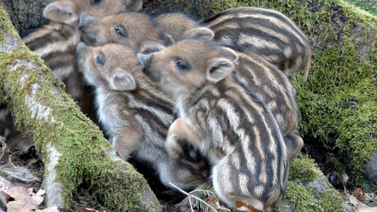 Полосатая Свинка