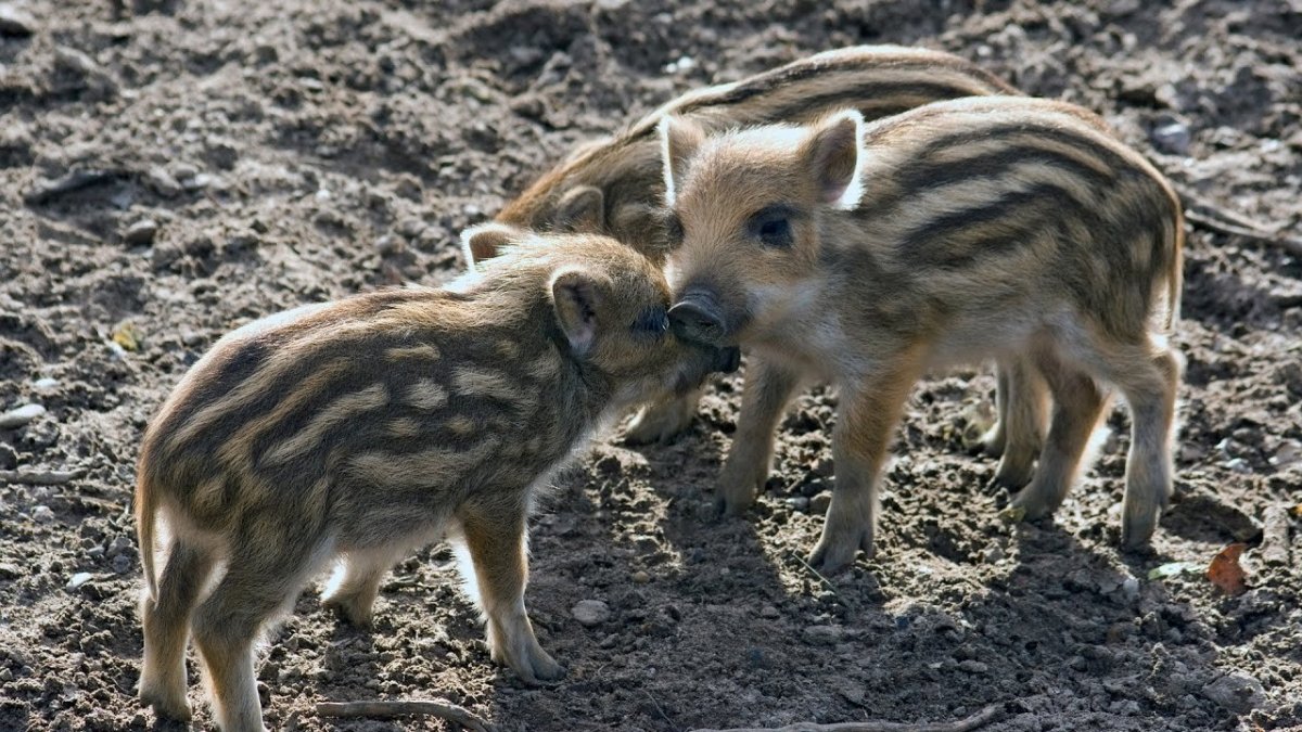 Дикий кабан Белгород кабанята