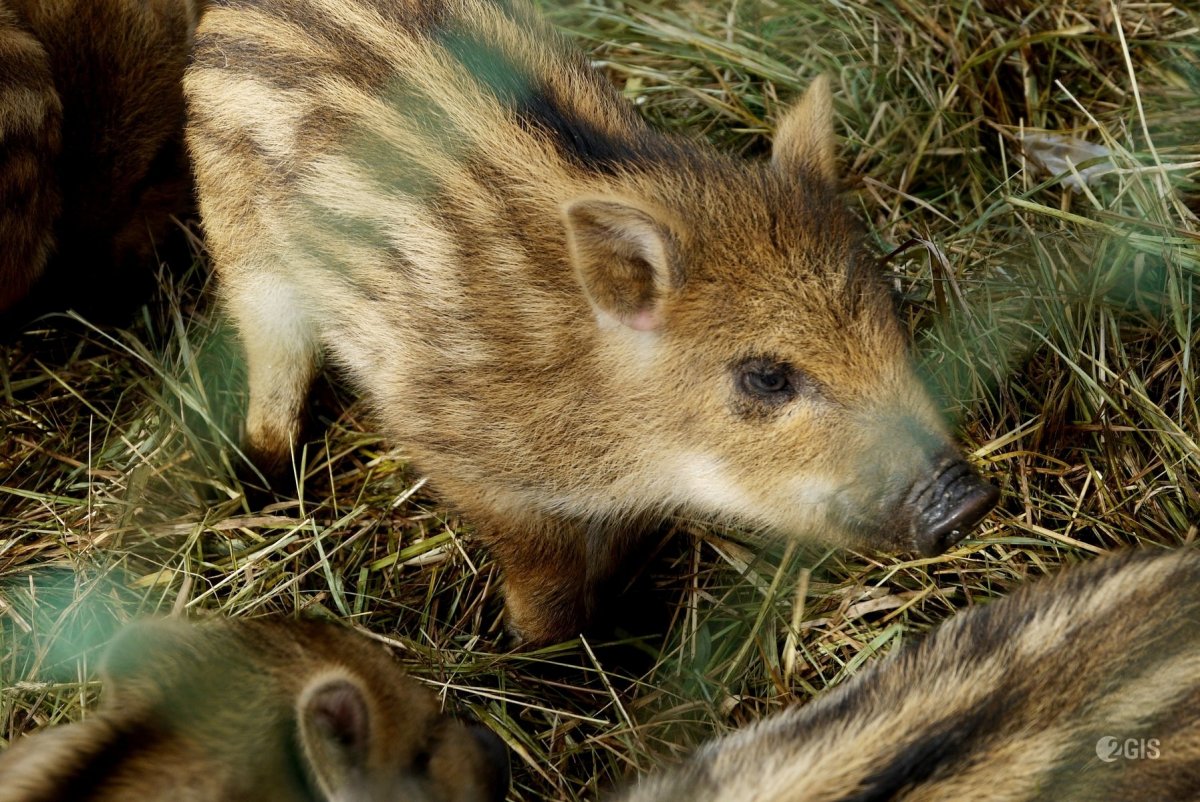 Полосатые кабанчики