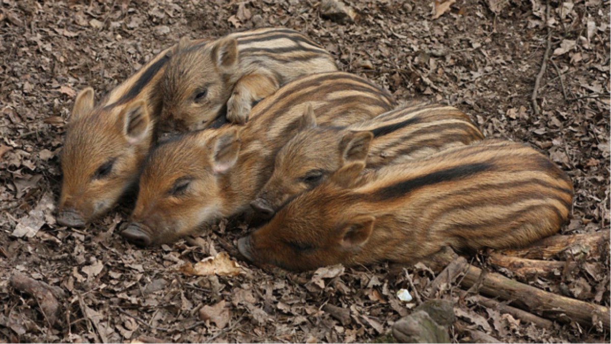 Поросята дикого кабана