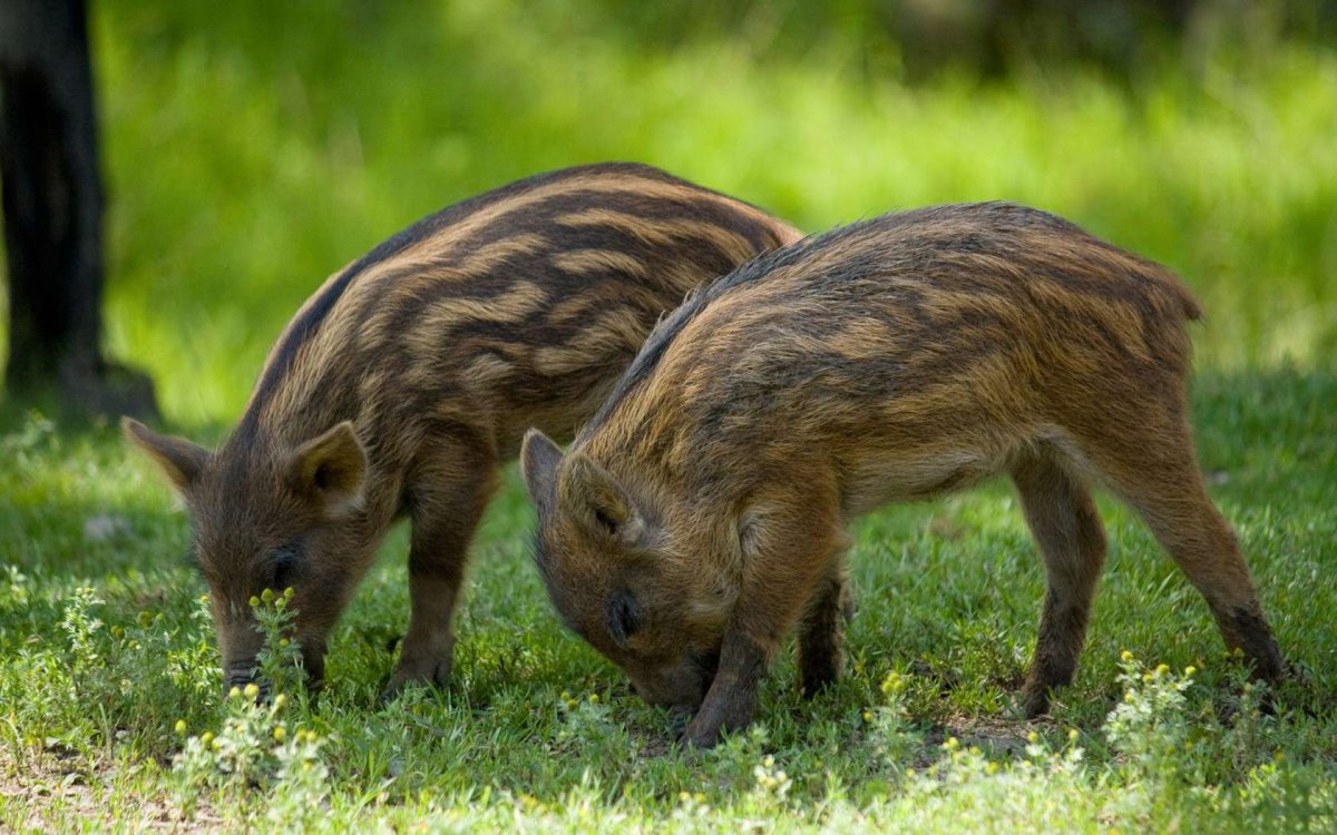 Лесная кабан и кабанята