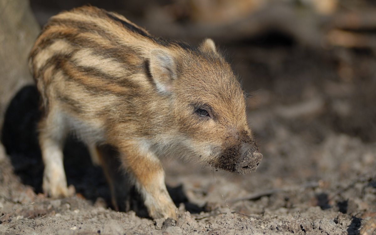 Поросята дикого кабана