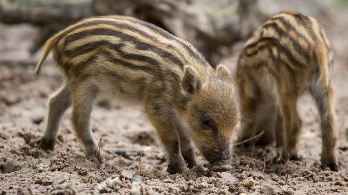 Полосатые кабанчики