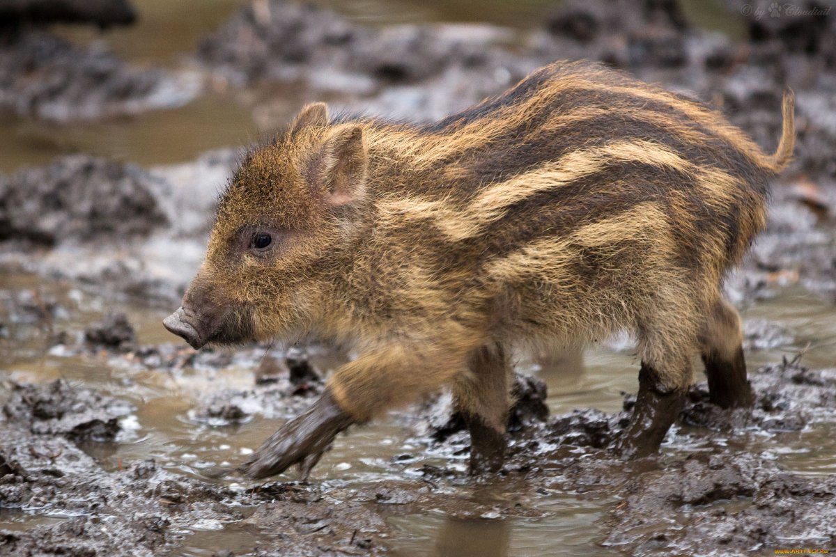 Кабанчик с полосками на спине