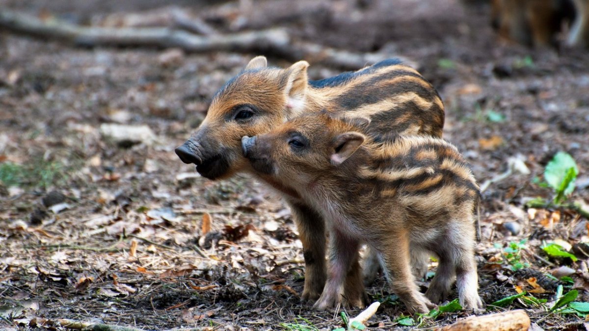 Маленький Лесной кабанчик