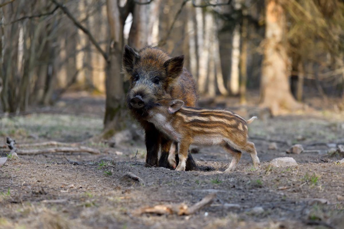 Лесная кабан и кабанята