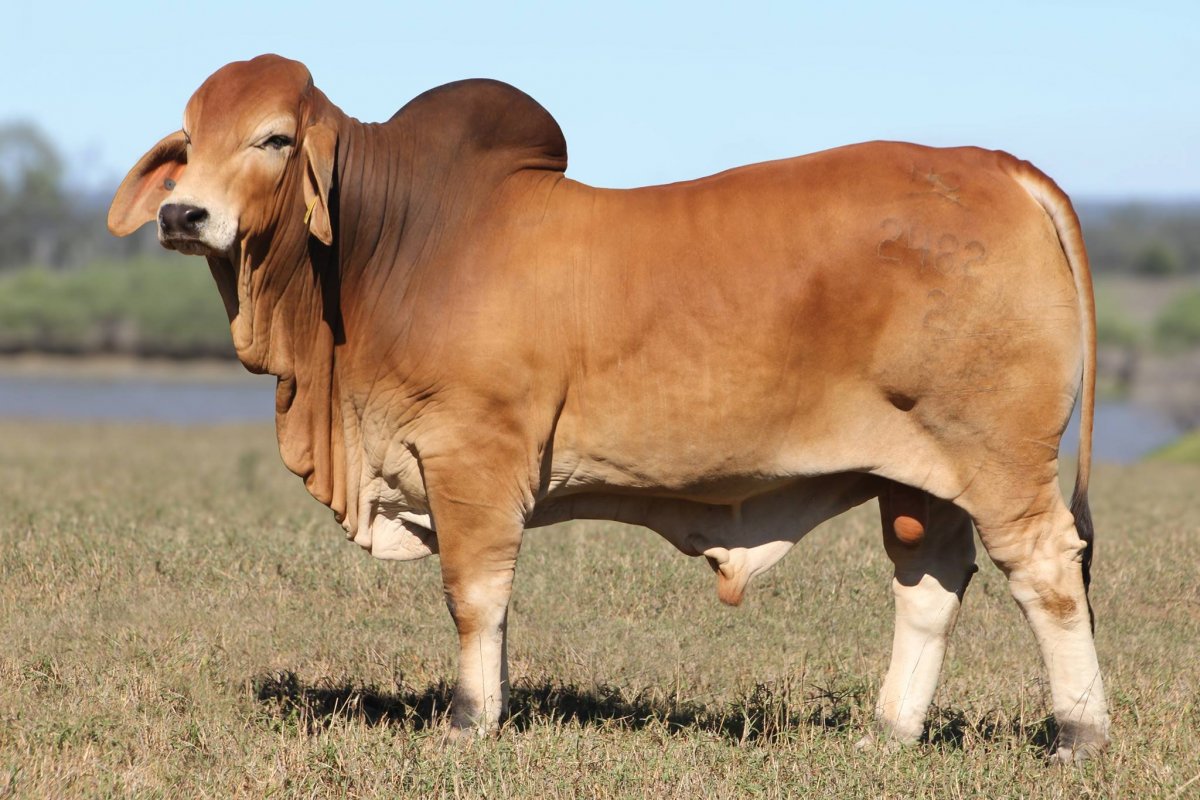 Обрак порода КРС