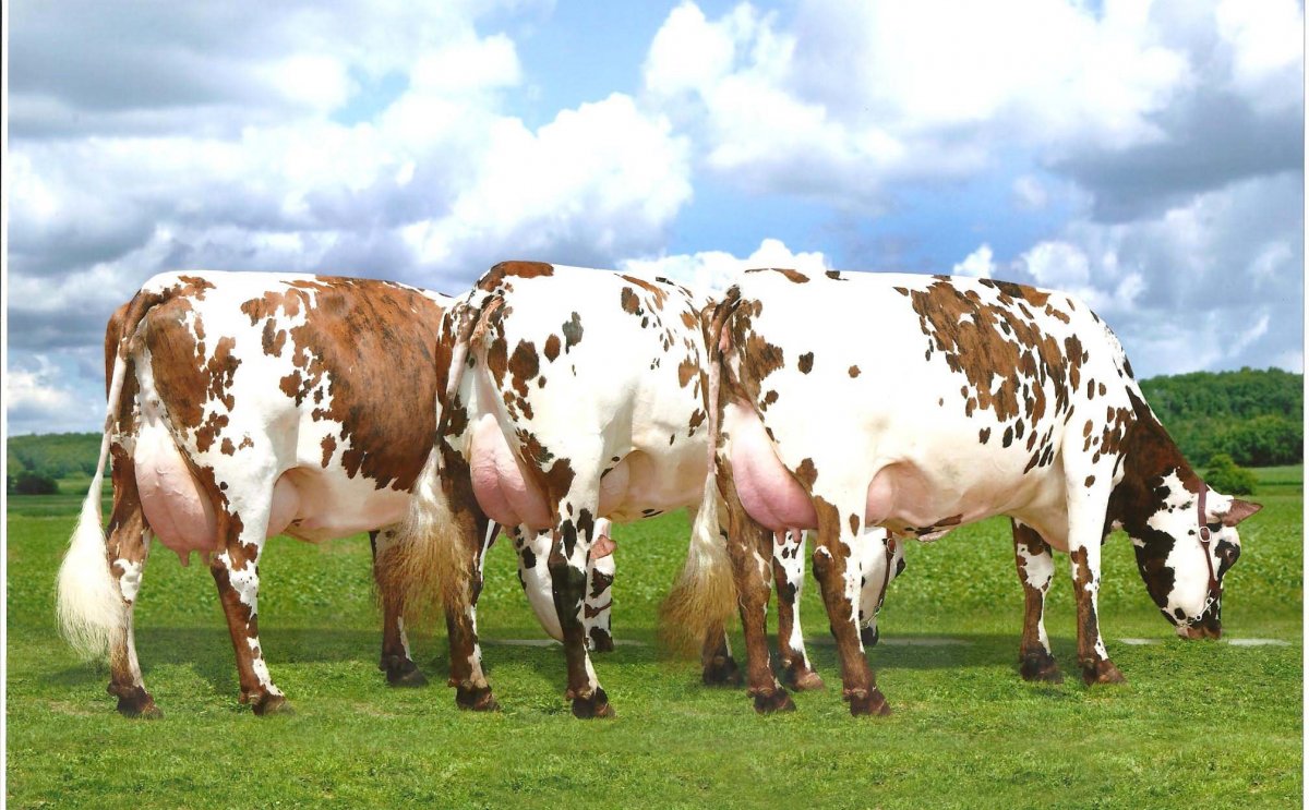 Волынская порода коров