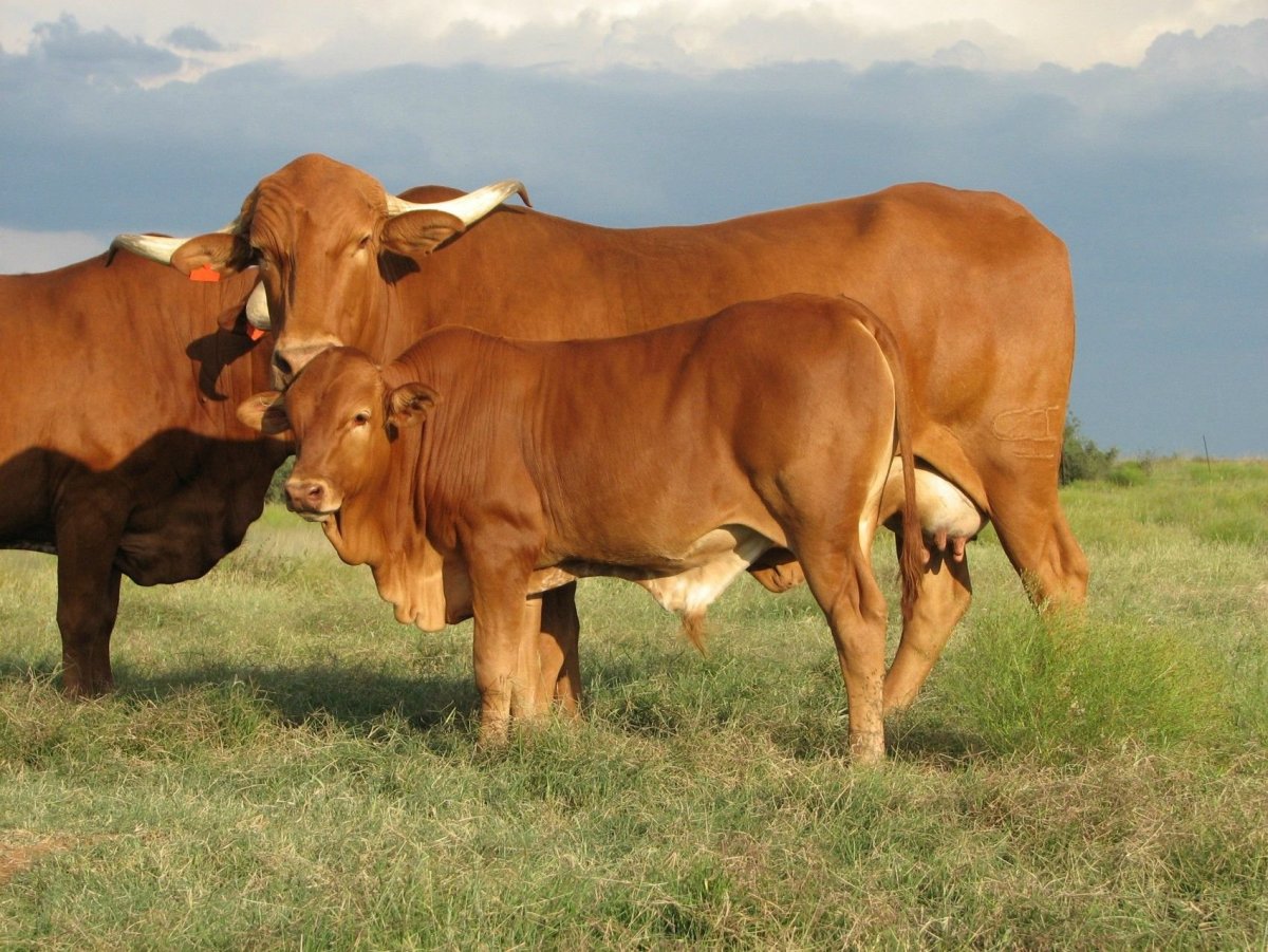 Бык лимузинской породы