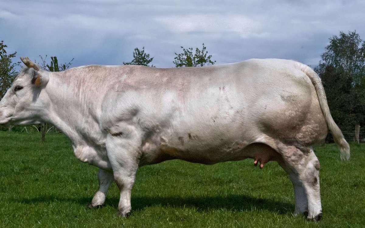 Лонгхорн бык