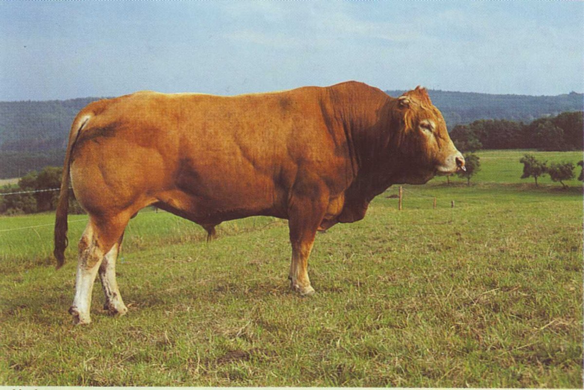 Порода КРС Абрек