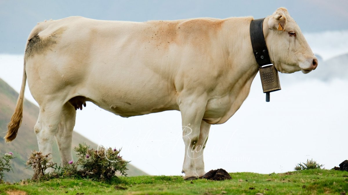 Салерс порода КРС