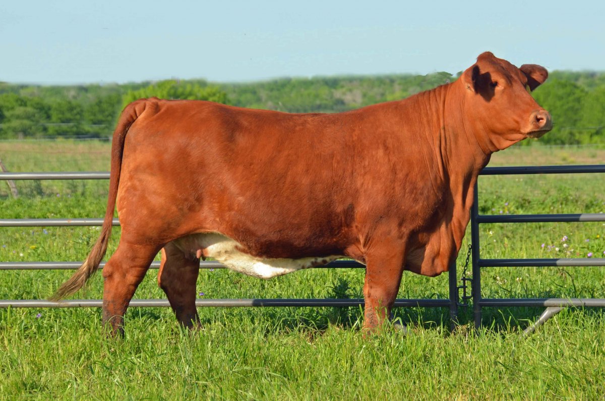 Брангус порода Быков