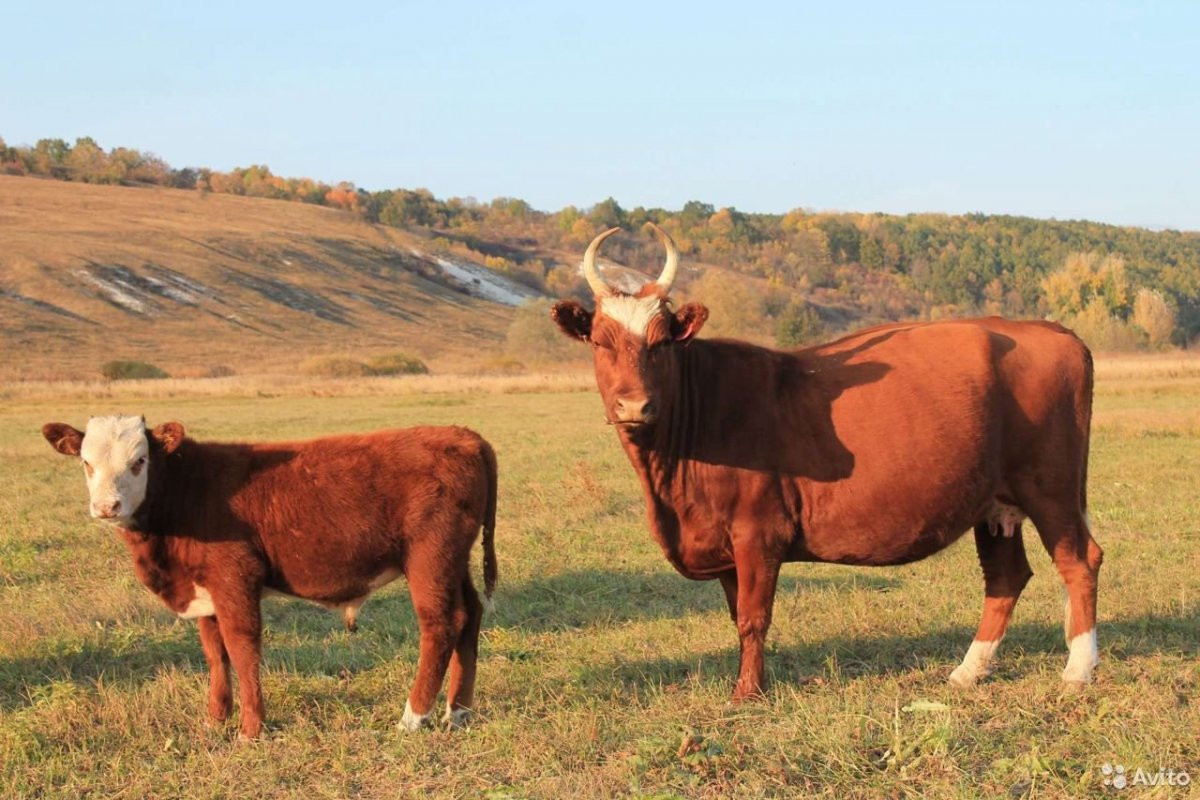 Лимузинская порода