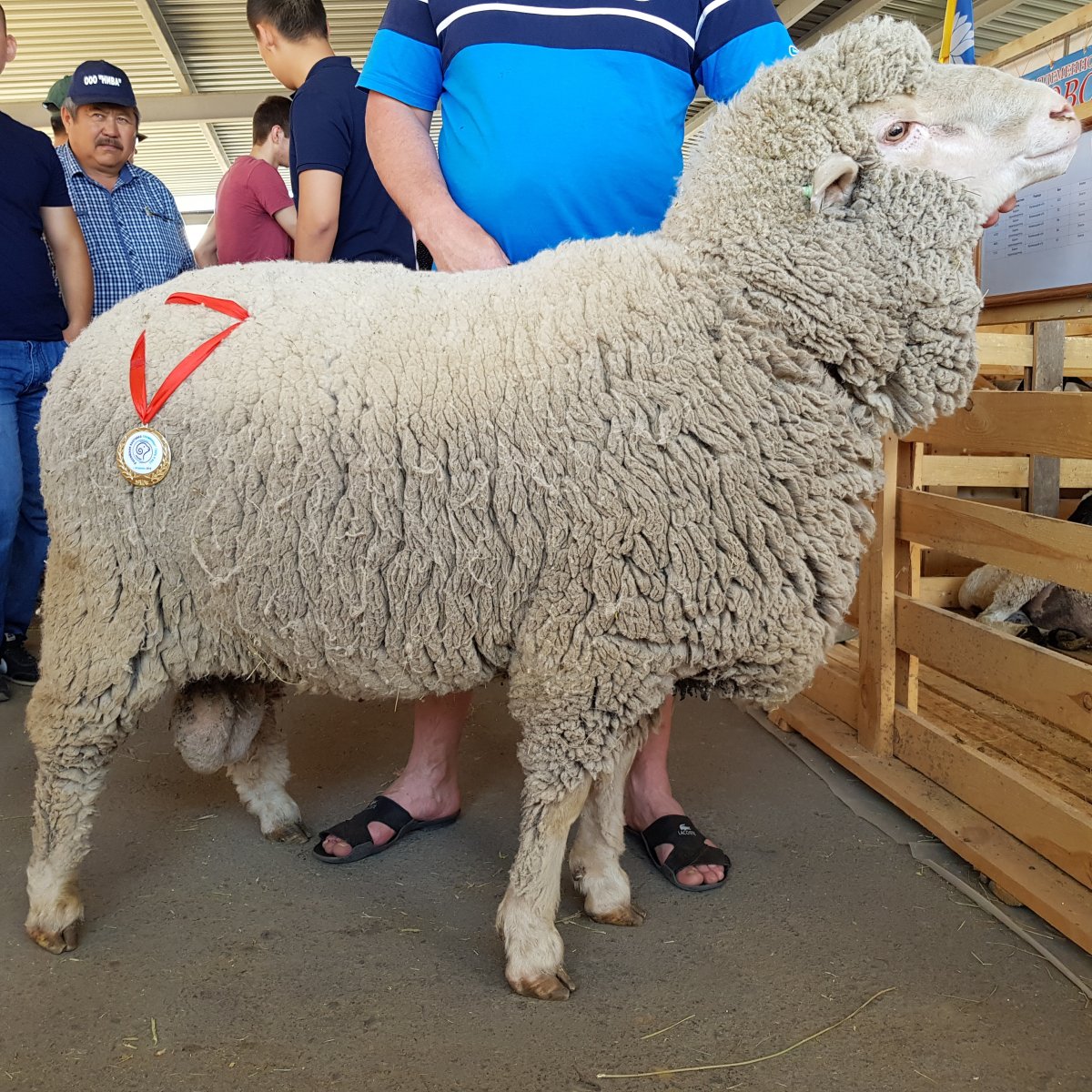 Порода Баранов Гулливер