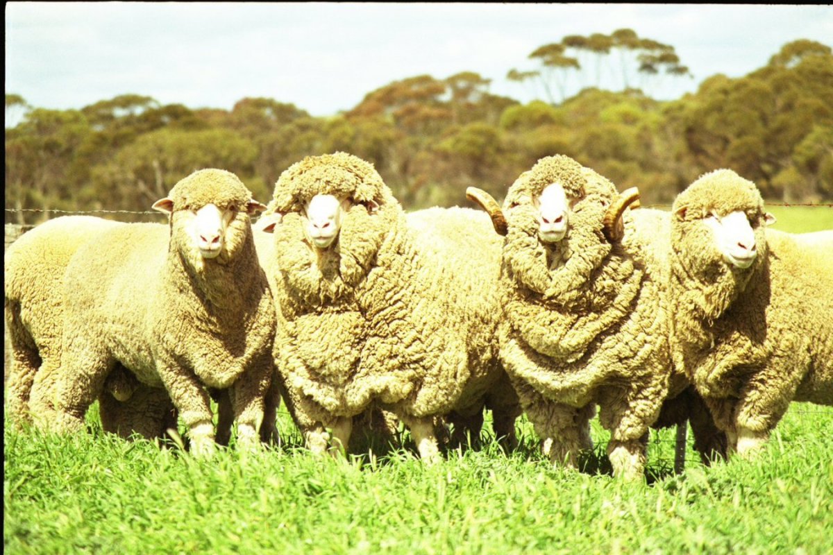 Рамбулье порода овец