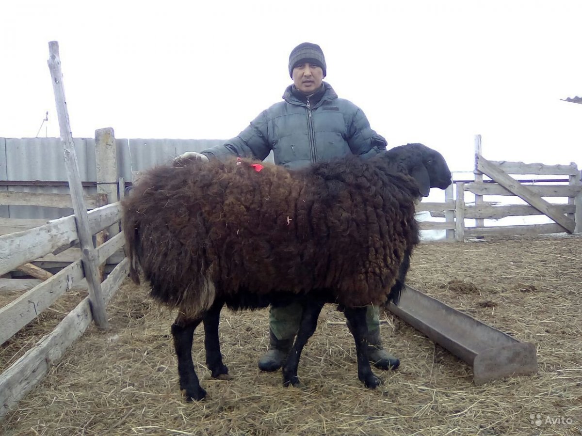 Порода Баранов Эдельбай